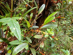 Stelis