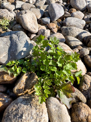 Cardamine breweri