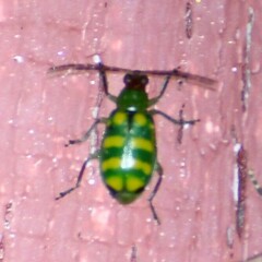 Diabrotica balteata