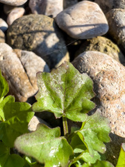Cardamine breweri