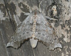 Olceclostera seraphica