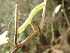 Tipulomorpha