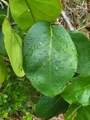 Coccoloba sintenisii