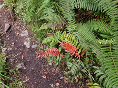 Pityrogramma calomelanos