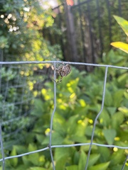 Araneus saevus