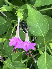 Xylocopa tabaniformis parkinsoniae