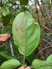 Coccoloba sintenisii