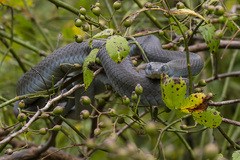 Coluber constrictor constrictor