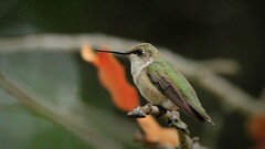 Archilochus alexandri