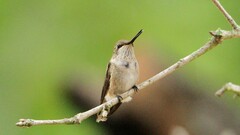 Archilochus alexandri