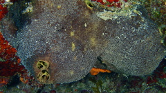 Smenospongia conulosa