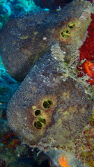 Smenospongia conulosa