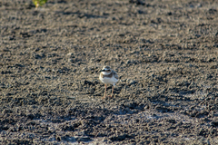 Charadrius wilsonia