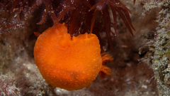 Doriopsilla carneola