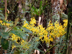 Cyrtochilum pardinum
