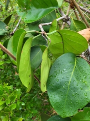 Coccoloba sintenisii