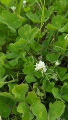 Trifolium subterraneum