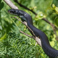 Coluber constrictor constrictor