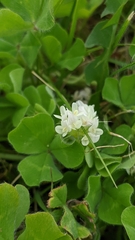 Trifolium subterraneum