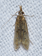 Dichomeris punctipennella