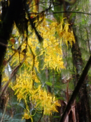 Cyrtochilum pardinum