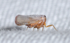 Omolicna
