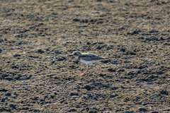 Charadrius wilsonia