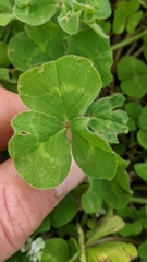 Trifolium subterraneum