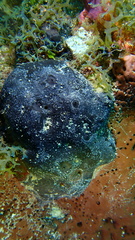 Hyrtios cavernosus