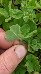 Trifolium subterraneum