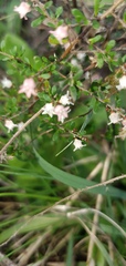 Cryptandra amara