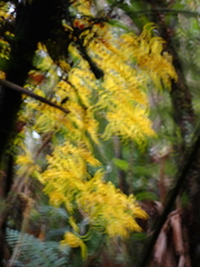 Cyrtochilum pardinum