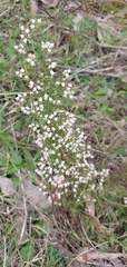 Cryptandra amara