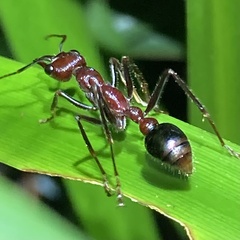 Myrmecia regularis