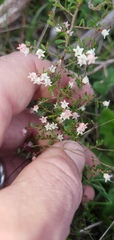 Cryptandra amara