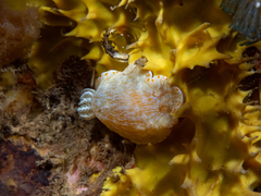 Goniobranchus epicurius