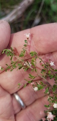 Cryptandra amara