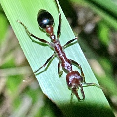 Myrmecia regularis