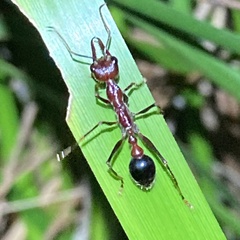 Myrmecia regularis