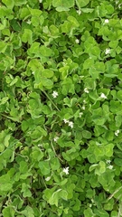 Trifolium subterraneum