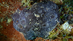 Hyrtios cavernosus