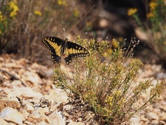 Papilio polyxenes rudkini