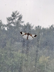 Polythlipta liquidalis