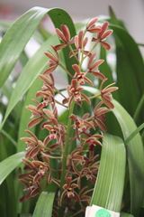 Cymbidium suavissimum
