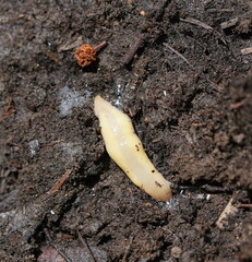 Argonemertes australiensis