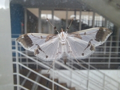 Polythlipta liquidalis