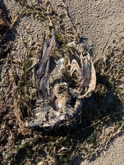 Melanitta perspicillata