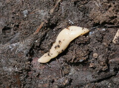 Argonemertes australiensis