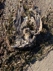 Melanitta perspicillata