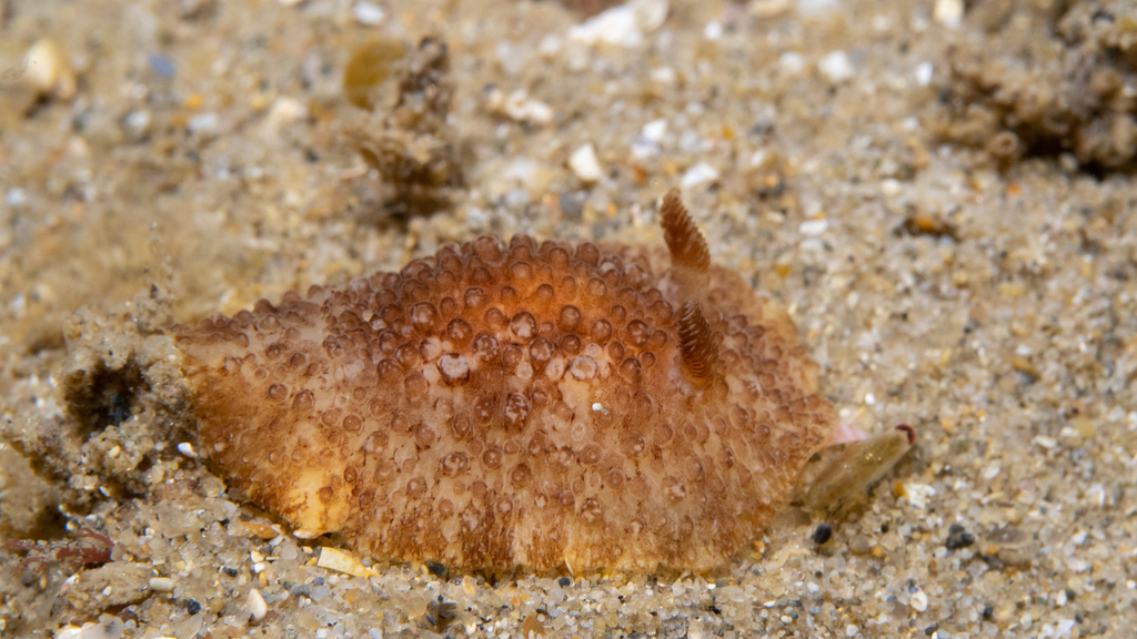 Carminodoris nodulosa